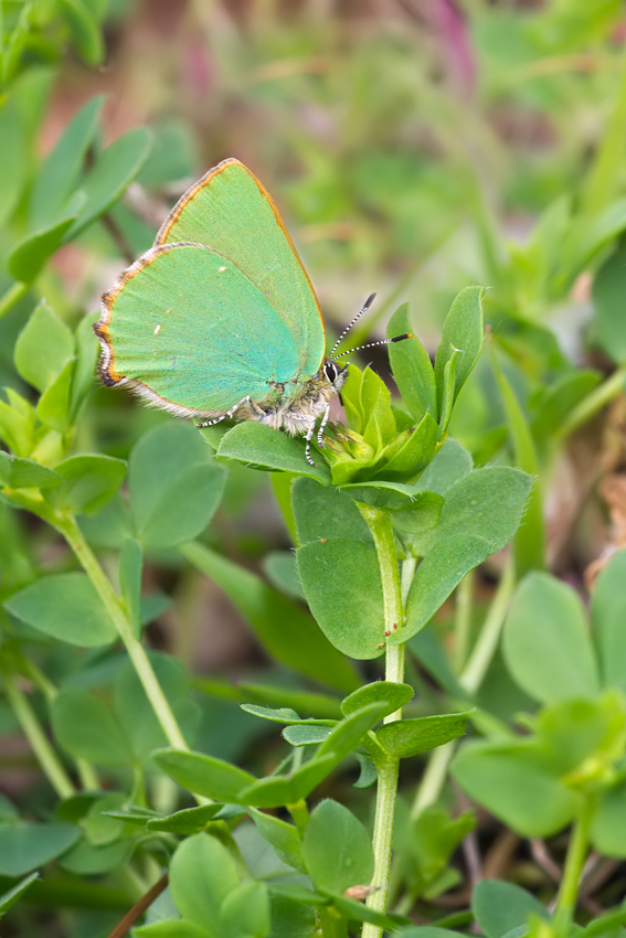 Green Hairstreak